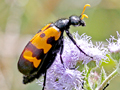 unidentified Meloidae, perhaps Ceroctis sp.